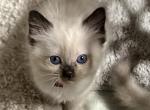 Fern TICA seal F - Ragdoll Cat For Sale - Chambersburg, PA, US