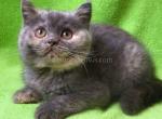 NOT SOLDGalaxy blue cream tortie british shorthair - British Shorthair Cat For Sale - CA, US