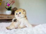 Varya golden shaded scottish fold girl - Scottish Fold Cat For Sale - CA, US