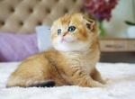 Baby golden shaded chinchilla scottish fold girl - Scottish Fold Cat For Sale - CA, US