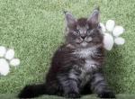 Xenon large baby boy black smoke Maine Coon - Maine Coon Cat For Sale - CA, US