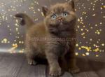 Pepsi chunky british shorthair chocolate girl - British Shorthair Cat For Sale - CA, US