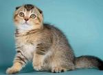 Nota brown ticked color scottish fold baby girl - Scottish Fold Cat For Sale - CA, US