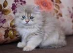 Happy blue golden shaded british longhair baby boy - Persian Cat For Sale - Dallas, TX, US