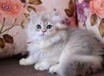 Hiwrya blue golden shaded british longhair girl - Persian Cat For Sale - Dallas, TX, US