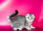 Chanel snow tiger scottish fold silver tabby girl - Scottish Fold Kitten For Sale - CA, US