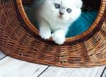 Rocky lilac point scottish fold chunky baby boy - Scottish Fold Cat For Sale - Dallas, TX, US