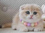 Blue golden scottish fold beautiful girl Arielle - Scottish Fold Cat For Sale - CA, US