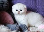 He looks like a polar bear scottish fold Frosty - Scottish Fold Cat For Sale - CA, US