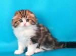 Little lion cub Vytaz scottish fold longhair baby - Scottish Fold Cat For Sale - Dallas, TX, US