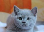 Puding lilac color plushy baby boy - Scottish Straight Cat For Sale - Dallas, TX, US