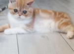 Amber chunky orange bicolor baby girl - British Shorthair Cat For Sale - Dallas, TX, US