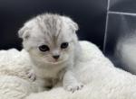 Toot - Scottish Fold Kitten For Sale - Tampa, FL, US