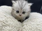 Potato - Scottish Fold Cat For Sale - Tampa, FL, US