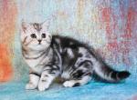 NOT SOLD butterfly tabby american shorthair color - American Shorthair Cat For Sale - CA, US