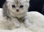 Steve - Scottish Fold Cat For Sale - Tampa, FL, US
