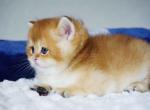 Cake golden shaded british shorthair little chunk - British Shorthair Cat For Sale - CA, US