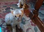 Bella's litter - Bengal Kitten For Sale - Cadillac, MI, US