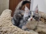 Princess - Maine Coon Cat For Sale - Norwalk, CT, US