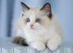 Ernest - Ragdoll Cat For Sale - Norwalk, CT, US