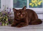 Bently - British Shorthair Cat For Sale - Miami, FL, US