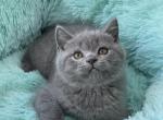 Ducat - British Shorthair Cat For Sale - Miami, FL, US