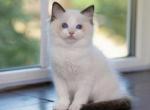 Eve - Ragdoll Cat For Sale - Hollywood, FL, US