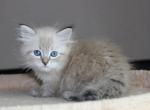 Baronessa - Siberian Cat For Sale - Norwalk, CT, US