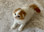 Cyrious Katie Kissable - Scottish Fold Kitten For Sale - Santa Cruz, CA, US