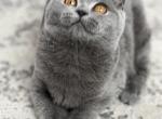 Candy - British Shorthair Cat For Sale - New York, NY, US