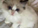Max ragdoll kitten - Ragdoll Cat For Sale - Queens, NY, US