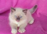 Blue Mitted - Ragdoll Cat For Sale - Phoenix, AZ, US