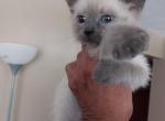 Blue point make Siamese kitten - Siamese Cat For Sale - Louisville, KY, US