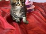 Maine coon Lucky - Maine Coon Cat For Sale - Queens, NY, US