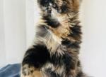 Hanna - Maine Coon Cat For Sale - 