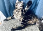 Cici - Maine Coon Cat For Sale - Marco Island, FL, US