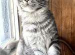 Dior - Maine Coon Cat For Sale - Marco Island, FL, US