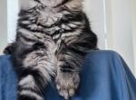 Carry - Maine Coon Cat For Sale - Marco Island, FL, US