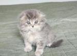 Precious little girl - Scottish Fold Cat For Sale - Lincoln, NE, US