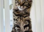 Wonka - Maine Coon Cat For Sale - Marco Island, FL, US
