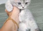 Scottish fold girl - Scottish Fold Cat For Sale - Lincoln, NE, US