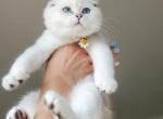 Lila - Scottish Fold Kitten For Sale - Watertown, NY, US