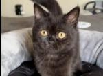 Benjamin - Scottish Straight Cat For Sale - Los Angeles, CA, US