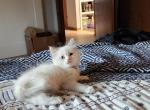 Blue Bicolor Tortie - Ragdoll Cat For Sale - Attica, MI, US