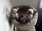 July 4th liter - Sphynx Cat For Sale - Brooklyn, NY, US