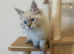 Blue Collar Siberian Boy - Siberian Cat For Sale - Rosenberg, TX, US