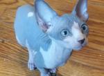 SGG's  Trisha - Sphynx Kitten For Sale - Racine, WI, US