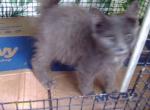 Oriental Longhair Boy - Oriental Kitten For Sale - Walterboro, SC, US