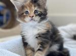 Lyra litter - Maine Coon Cat For Sale - Boerne, TX, US