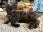King - Maine Coon Cat For Sale - Wood River, IL, US
